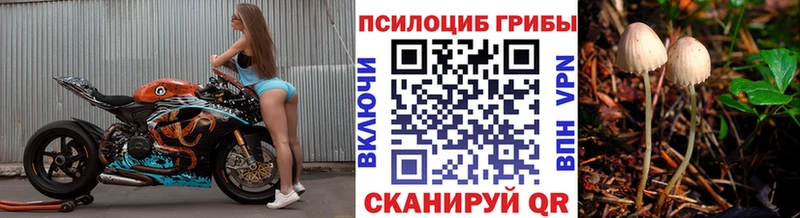 Галлюциногенные грибы Psilocybe  купить  цена  Новодвинск 